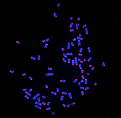 Dog karyotype showing 39 chromosomes (2n = 78) with telomere signals in red