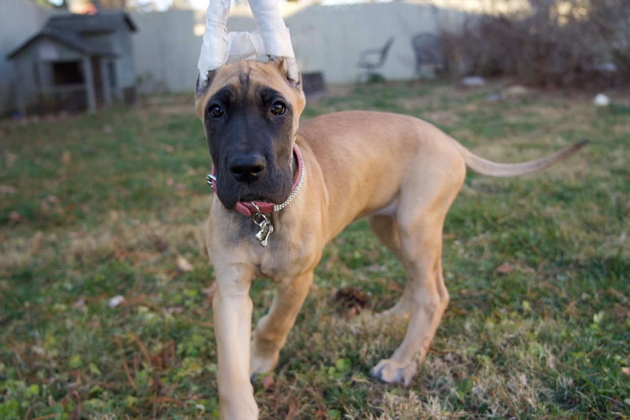 Baby Great Dane puppy