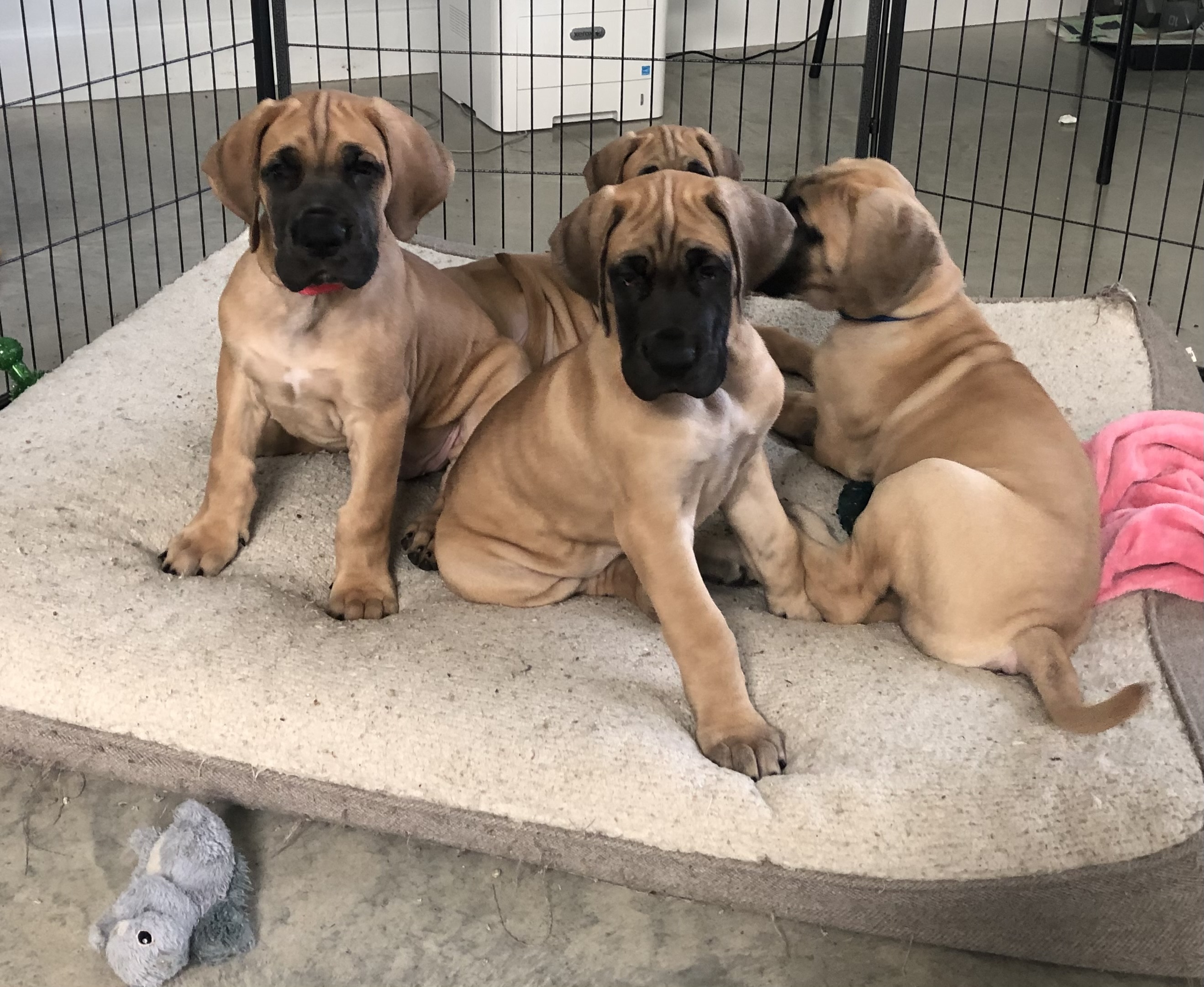 Four fawn Great Dane puppies sitting patiently on soft mat in puppy nursery at 7Sisters Farm Illinois with stuffed toy and blanket
