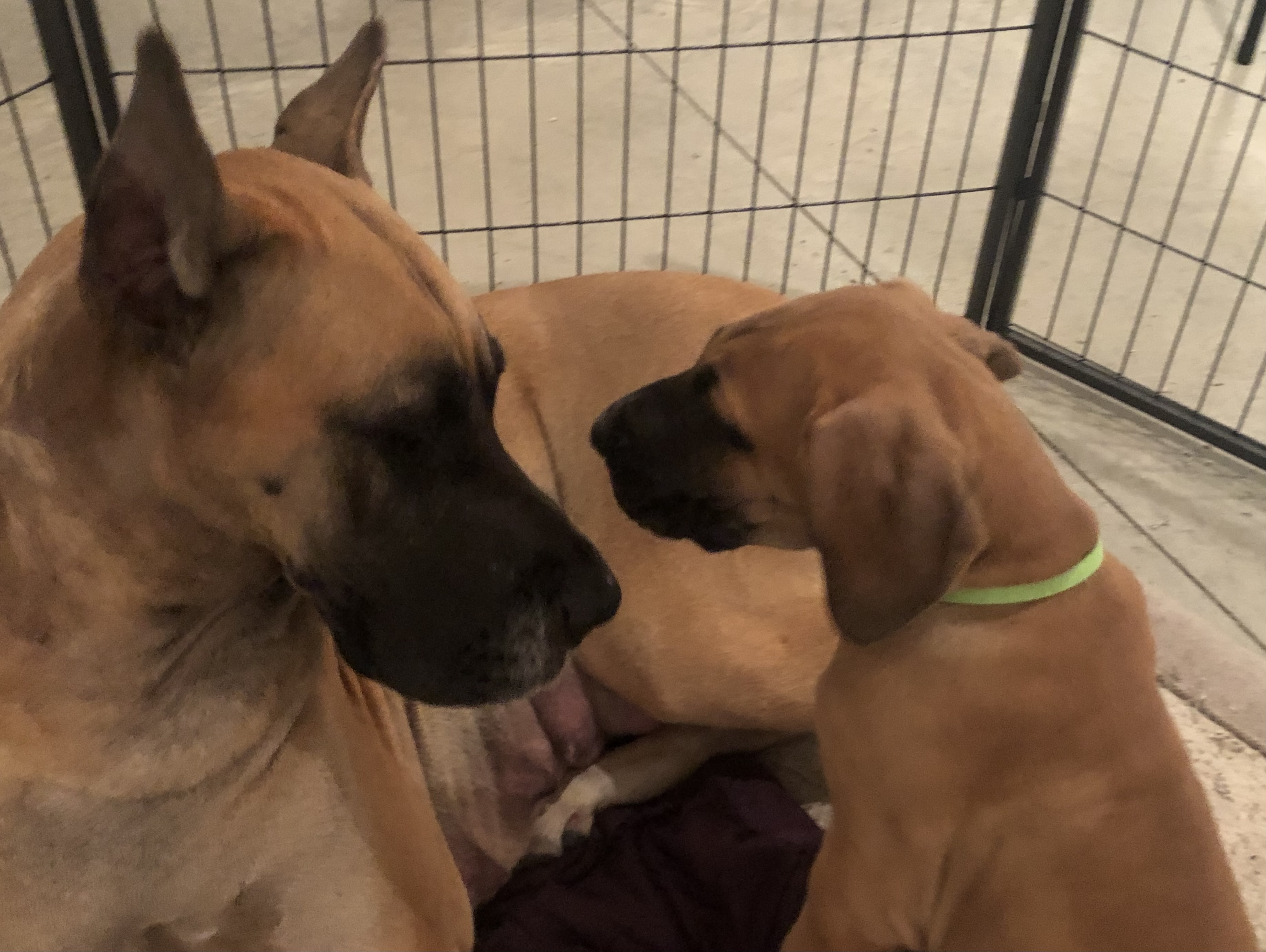 Fawn Great Dane Piper looking into eyes of her fawn puppy Captain in nursery at 7Sisters Farm Illinois - sweetest dog with TikTok family