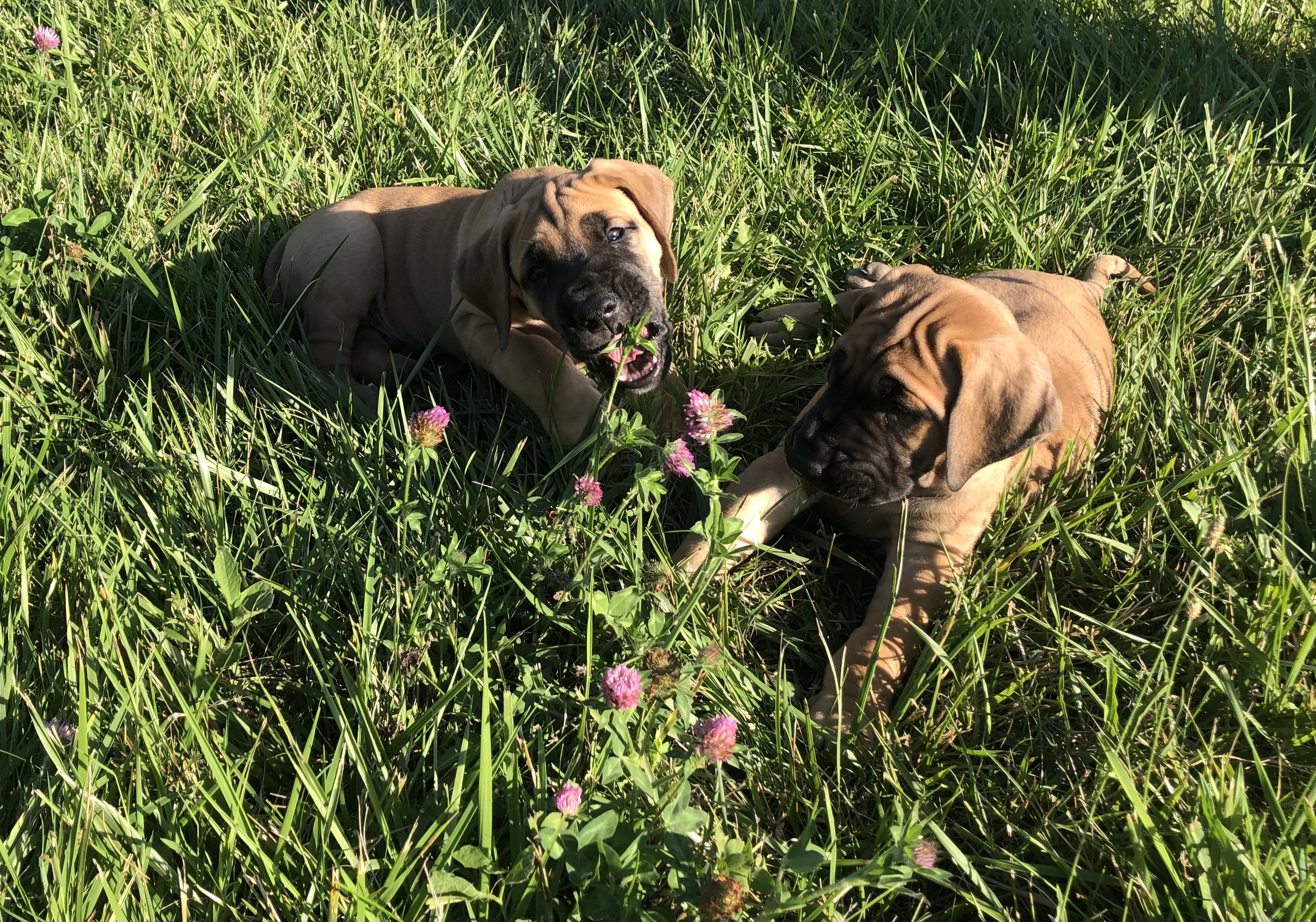 Two fawn Great Dane puppies sitting in tall grass with clover at 7Sisters Farm Illinois near sunset